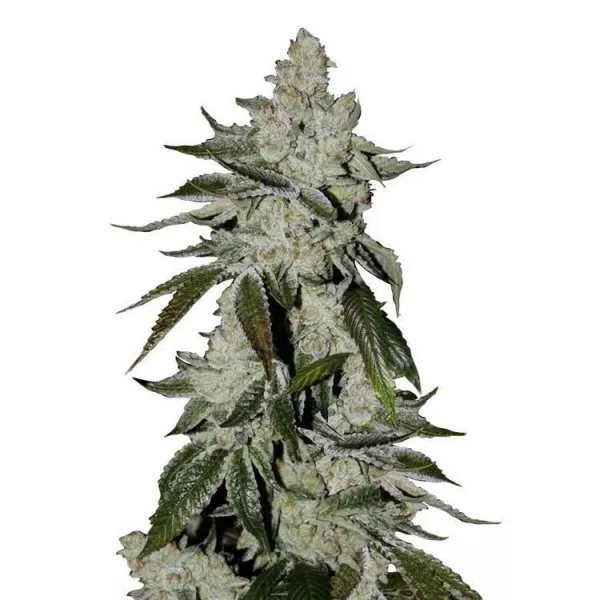 Семена конопли Girl Scout Cookies