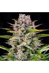 Gorilla Zkittlez