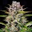Gorilla Zkittlez