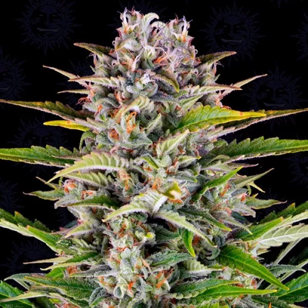 Насіння коноплі Gorilla Zkittlez
