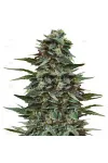 Кубанский убийца (Kalashnikov Seeds) Кубанский убийца (Kalashnikov Seeds)
