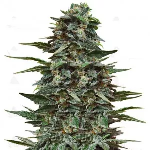 Кубанский убийца (Kalashnikov Seeds)