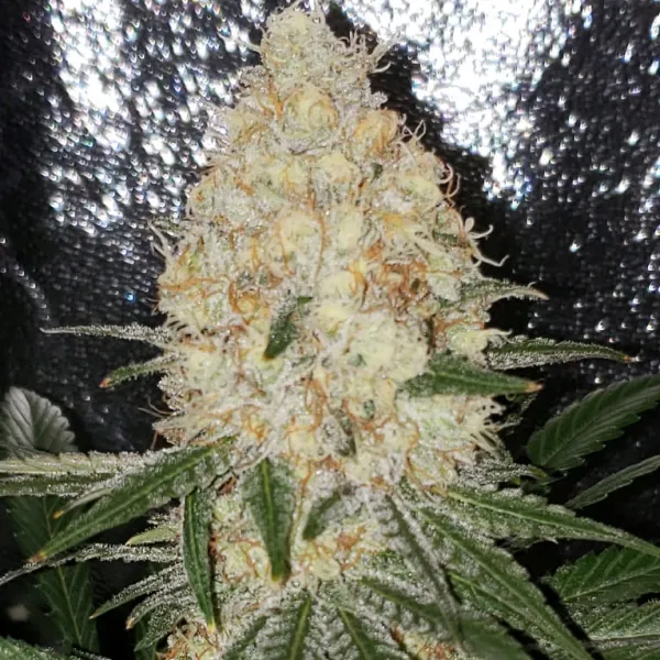 Семена конопли Laughing Buddha Семена конопли Laughing Buddha