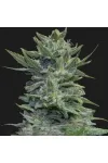 Lavanda Cream Lavanda Cream