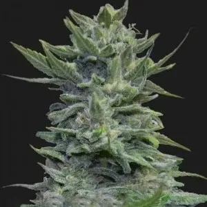 Lavanda Cream