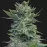 Lavanda Cream