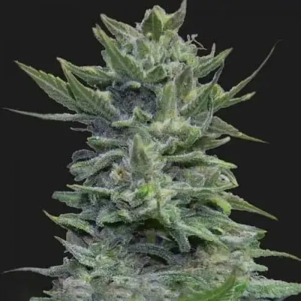 Семена конопли Lavanda Cream