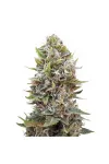 Liberty Haze