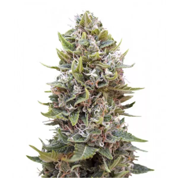 Семена конопли Liberty Haze