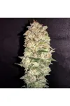 Pineapple Chunk