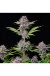 Purple Punch