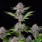 Purple Punch