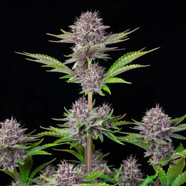 Насіння коноплі Purple Punch