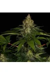 Shiskaberry