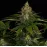 Shiskaberry