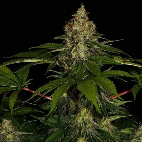 Семена конопли Shiskaberry