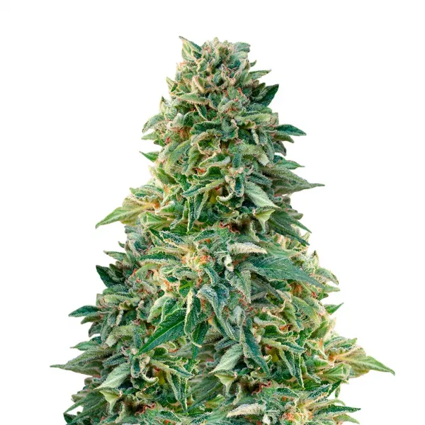 Семена конопли Татарская Ракета (Крымские Семечки)