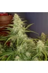 Watermelon Zkittlez