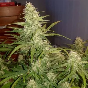 Watermelon Zkittlez