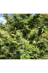Godfather OG Feminized 