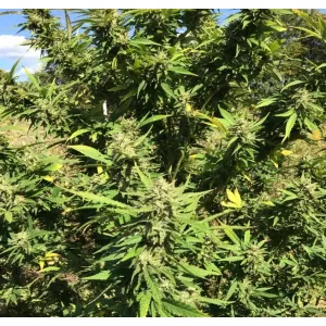 Godfather OG Feminized 
