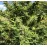 Godfather OG Feminized 