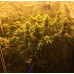 Godfather OG Feminized 