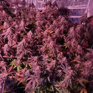 Granddaddy Purple Feminised