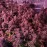 Granddaddy Purple Feminised