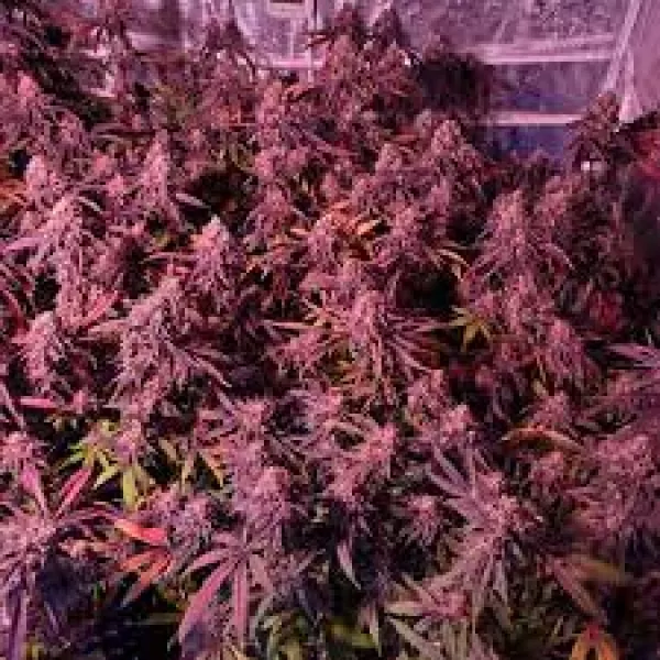 Семена конопли Granddaddy Purple Feminised