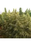 HASHISH FEM