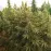 HASHISH FEM