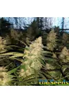 AK 47 XL Feminised