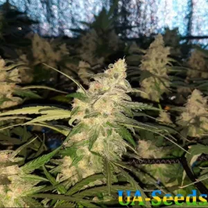 AK 47 XL Feminised