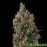Auto Big Bang