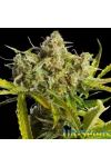 Auto Critical Blue Auto Critical Blue