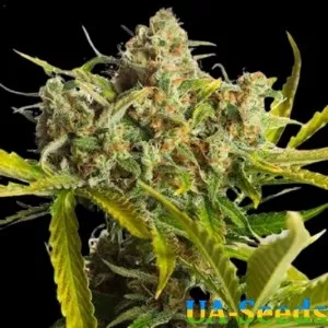 Auto Critical Blue