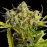 Auto Critical Blue