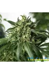 Auto White Russian XXL Feminised