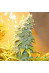 Auto Northern Blue Feminised