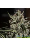 Auto Whiteberry Feminised
