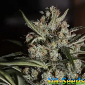 Auto Whiteberry Feminised