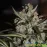 Auto Whiteberry Feminised