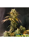 O.G. Kush Feminised