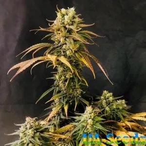 O.G. Kush Feminised