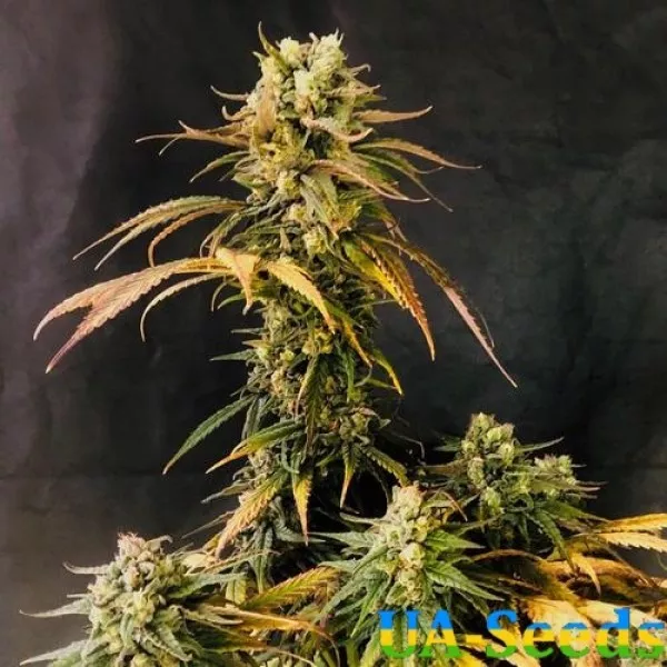 Насіння коноплі O.G. Kush Feminised