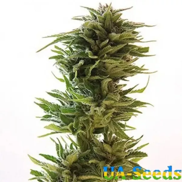 Насіння коноплі Amnesia Lemon Feminised