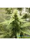 Auto АK 49 Feminised