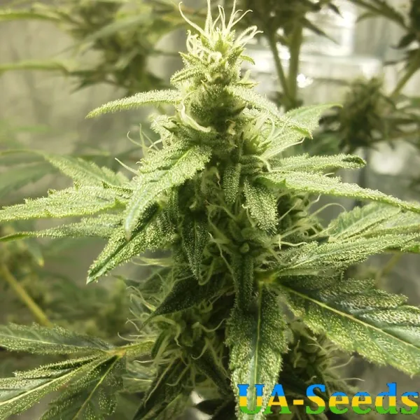 Насіння конопель Auto АK 49 Feminised