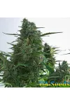 Auto Diesel